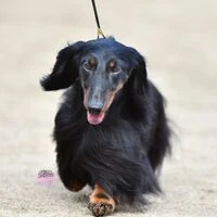画像1576：我が家のダックス