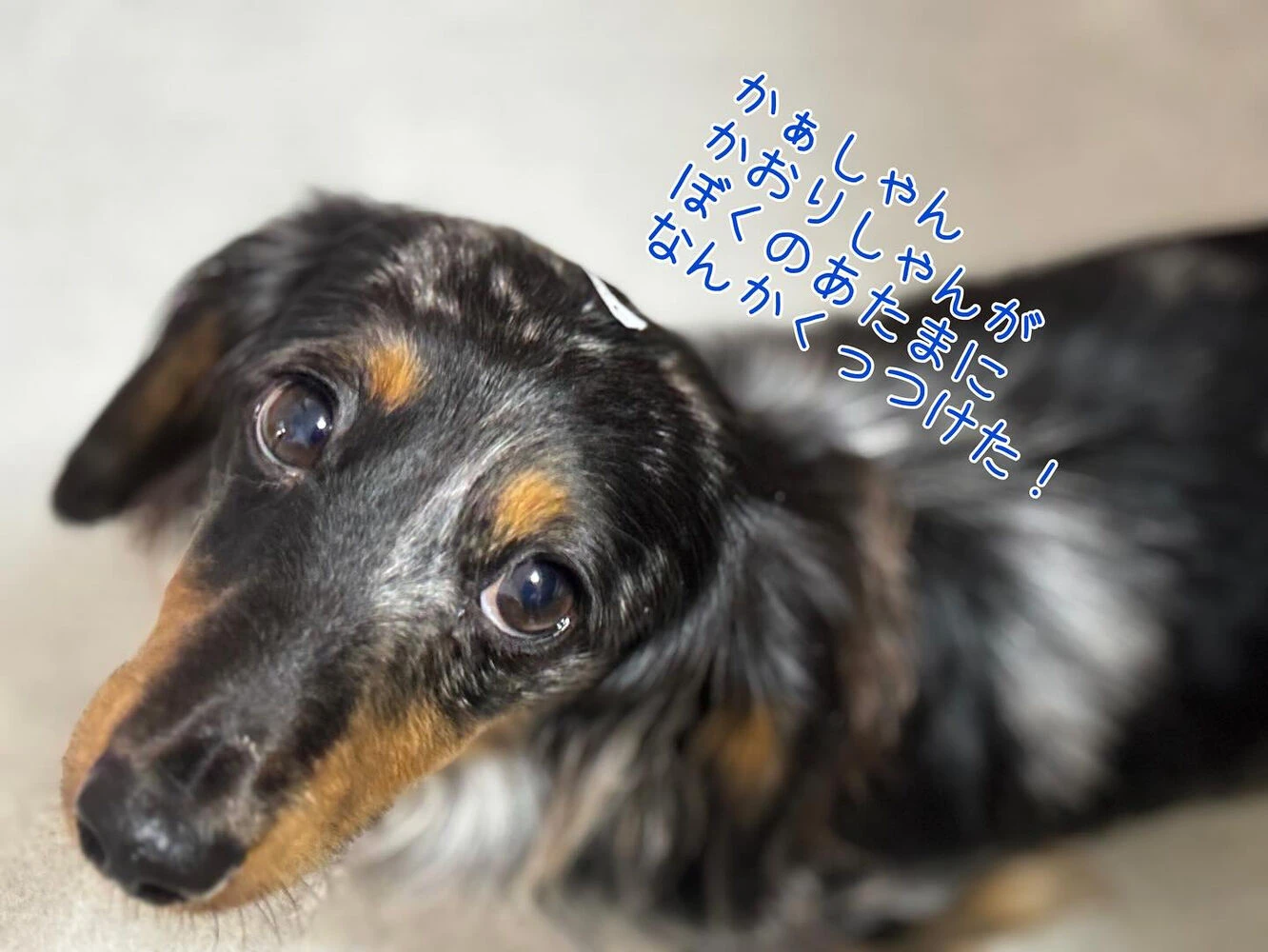 ブログ画像