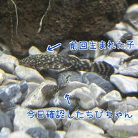 ブログ画像