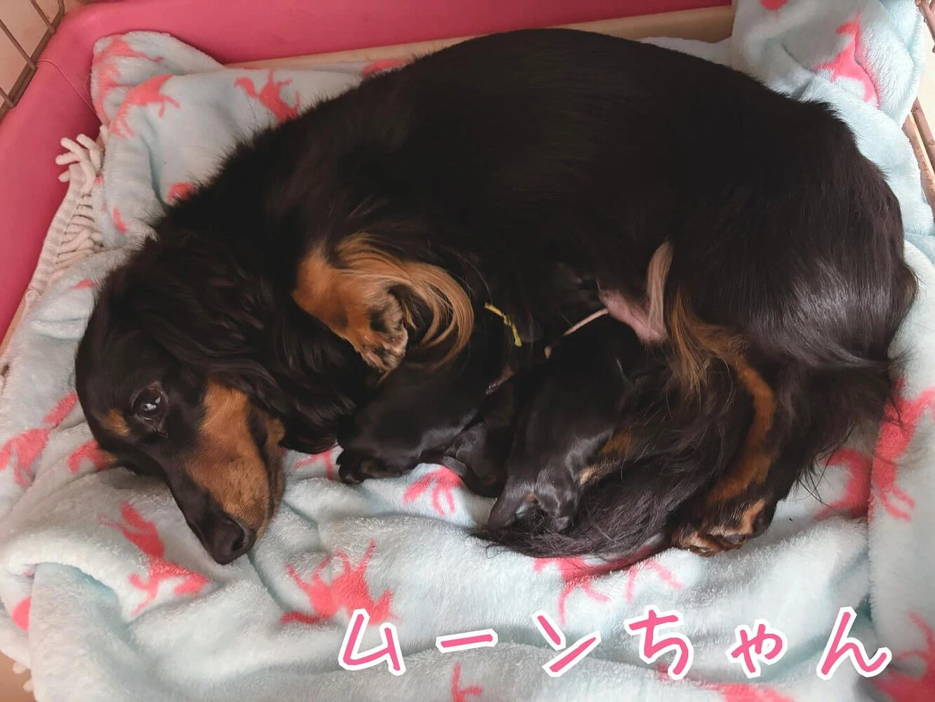ブログ画像