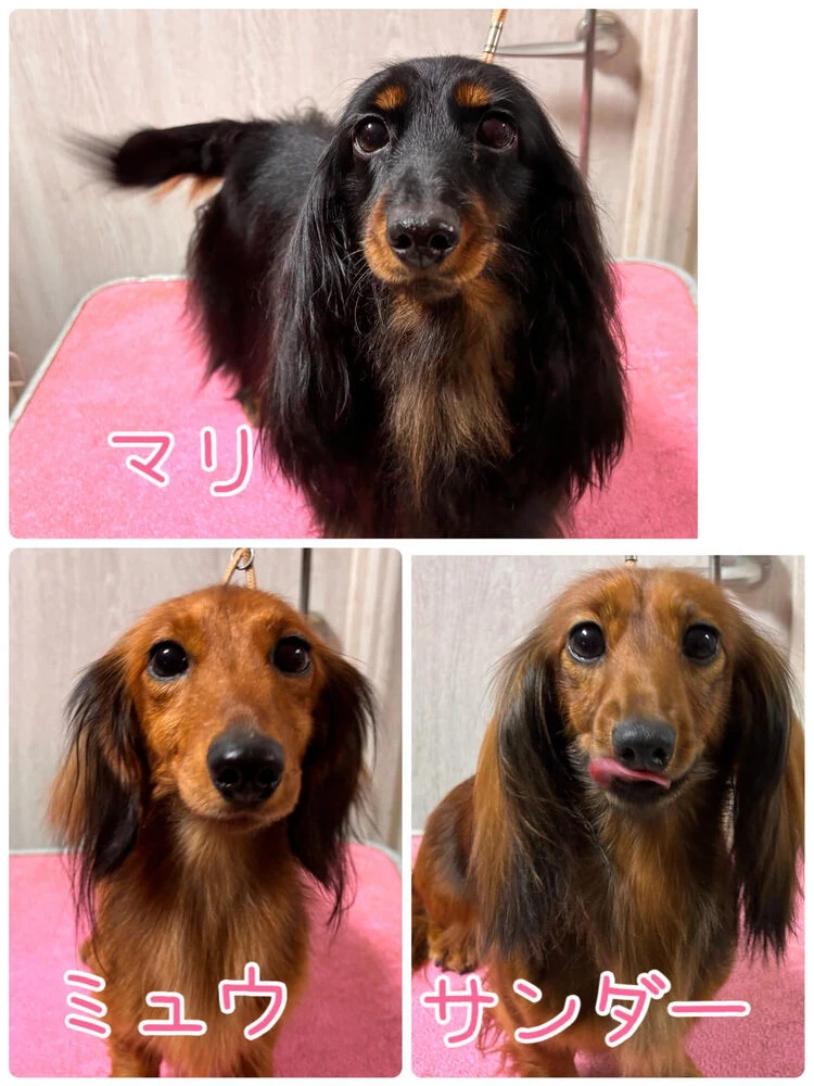 ブログ画像
