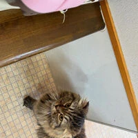 ブログ画像