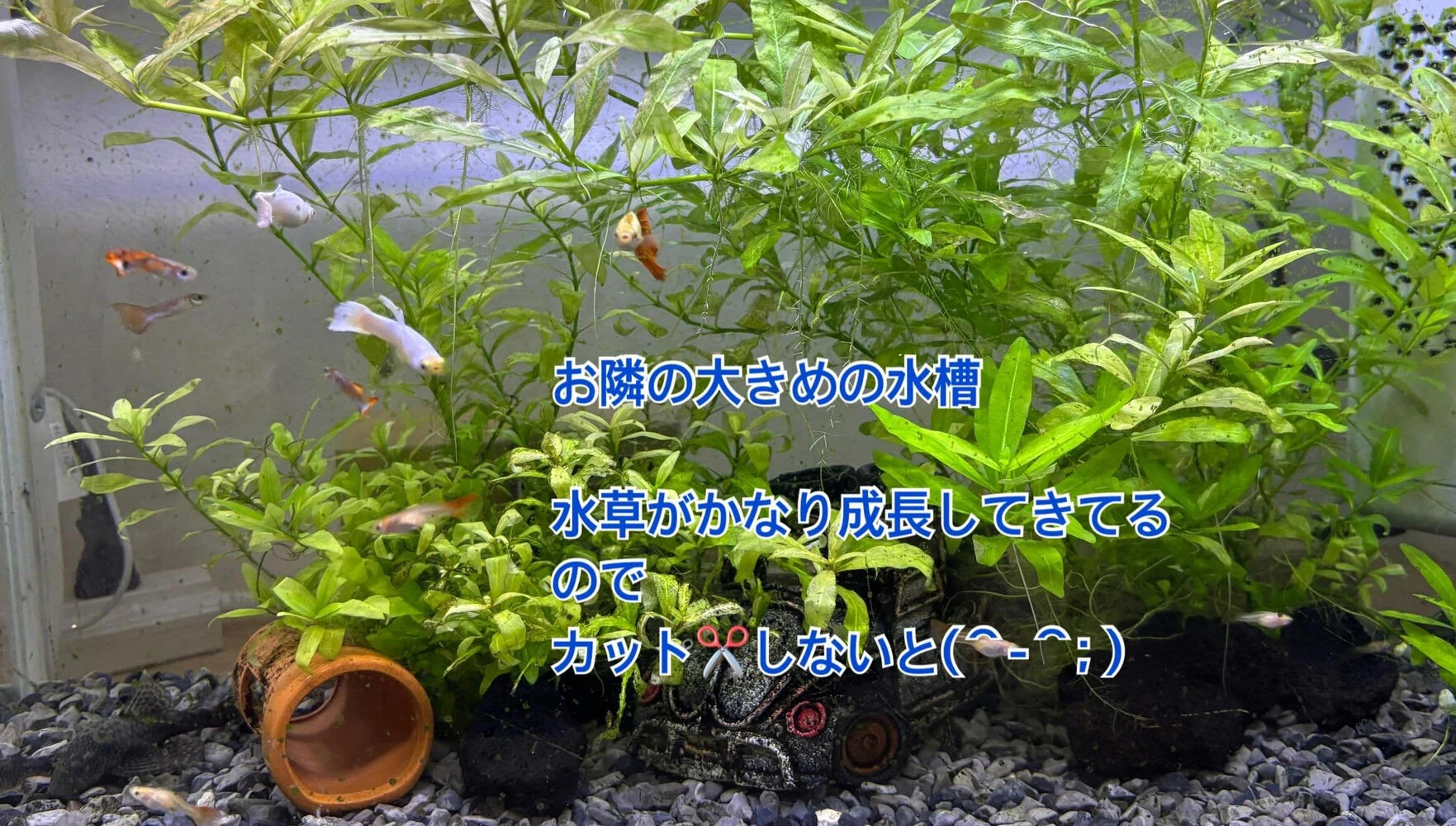 ブログ画像