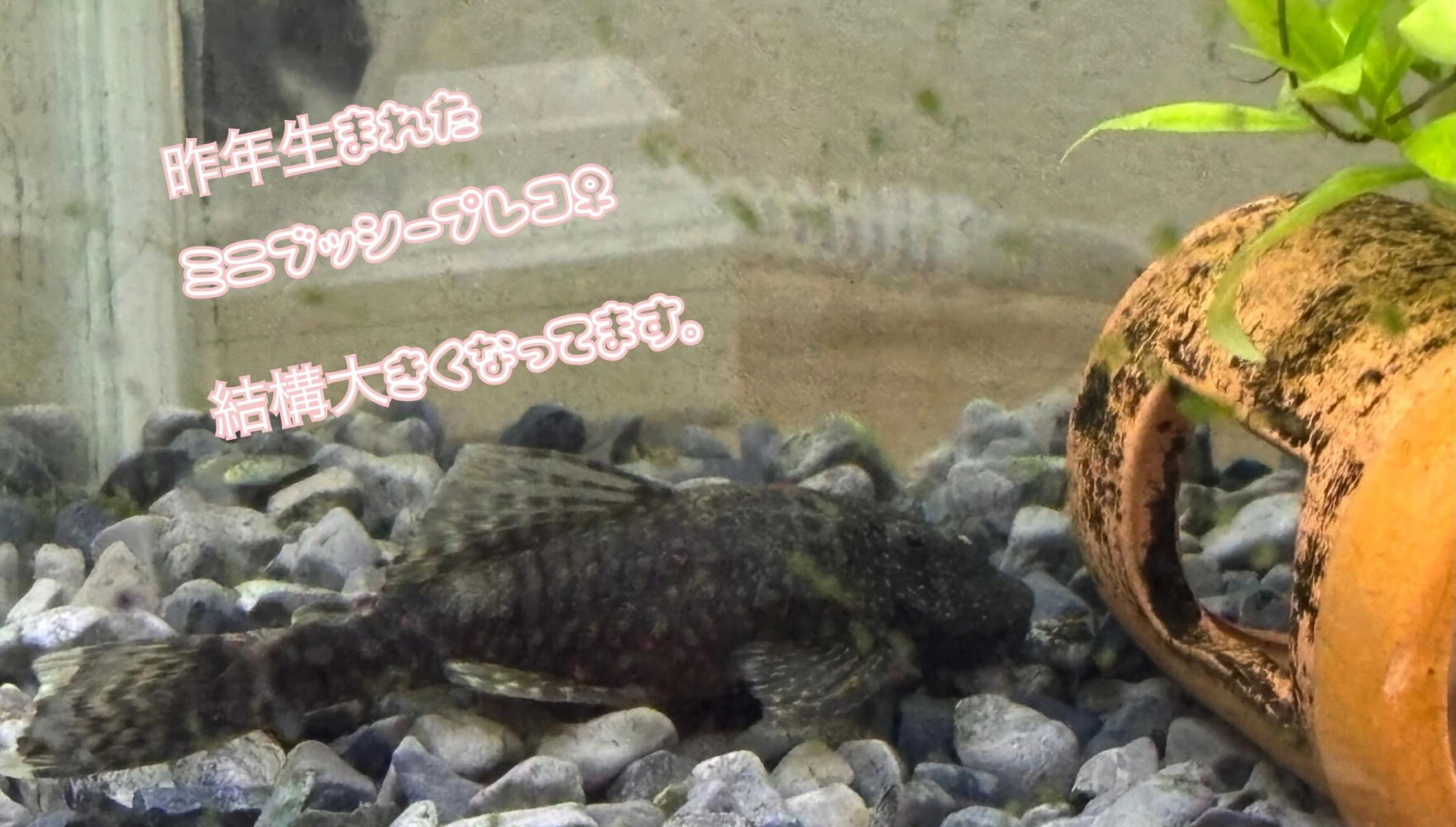 ブログ画像