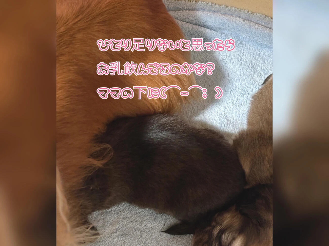 ブログ画像